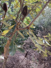 Banksia robur