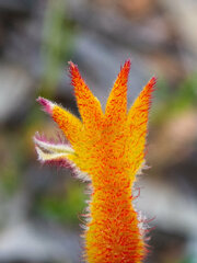 Anigozanthos humilis