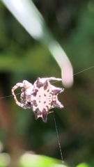 Gasteracantha kuhli