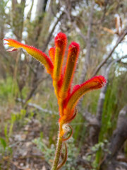 Anigozanthos humilis