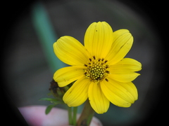 Bidens mitis