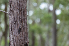 Climacteris erythrops