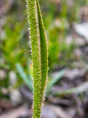 Anigozanthos humilis