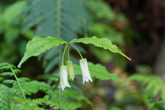 Prosartes smithii