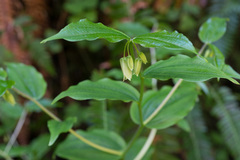 Prosartes smithii