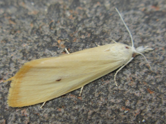 Scirpophaga incertulas