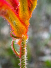 Anigozanthos humilis
