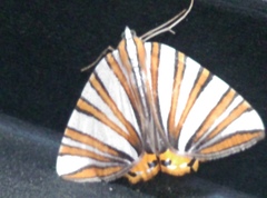 Pityeja histrionaria