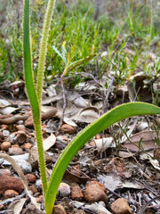 Anigozanthos humilis