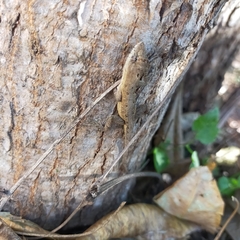 Anolis nebulosus