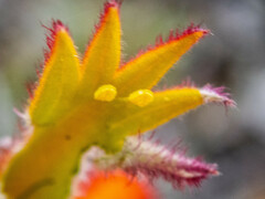 Anigozanthos humilis