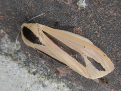 Creatonotos