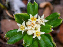 Stenanthemum
