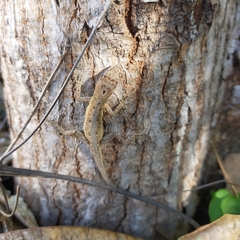Anolis nebulosus