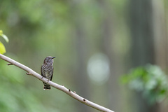 Chrysococcyx lucidus