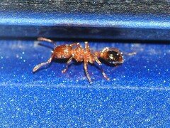 Tetramorium bicarinatum