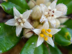 Stenanthemum