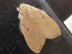 Cerasana rubripuncta