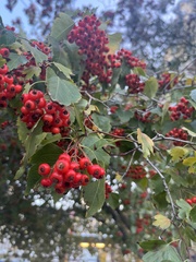 Crataegus phaenopyrum