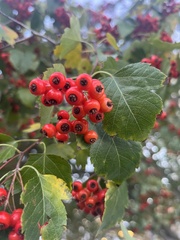 Crataegus phaenopyrum