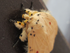 Cerasana rubripuncta