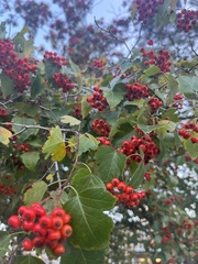 Crataegus phaenopyrum