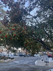 Crataegus phaenopyrum