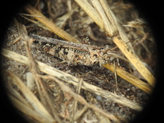 Psinidia fenestralis