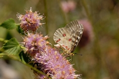 Parnassius clodius