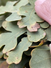 Neuroterus saltatorius