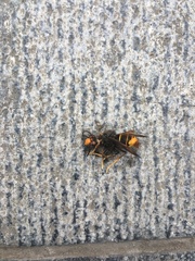 Vespa velutina
