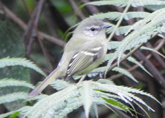 Tyrannidae