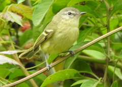 Tyrannidae