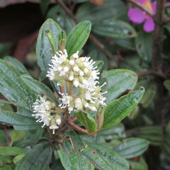 Miconia ligustrina