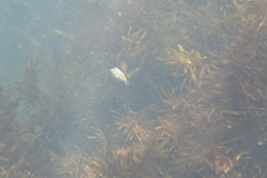 Torquigener pleurogramma