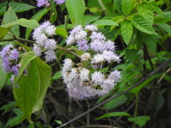 Vernonieae