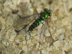 Condylostylus graenicheri