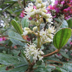 Miconia ligustrina