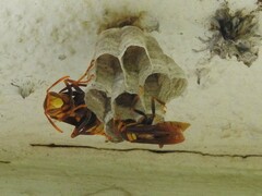 Polistes major major