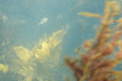 Torquigener pleurogramma