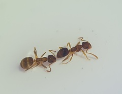 Prolasius advena