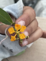 Aspicarpa hirtella