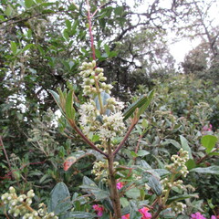 Miconia ligustrina
