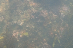 Torquigener pleurogramma