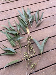 Corymbia citriodora