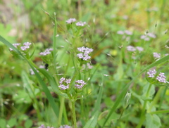 Valerianella