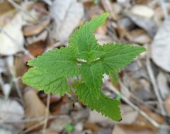 Fleischmannia incarnata