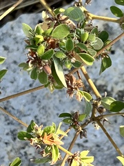 Croton