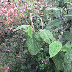 Piper artanthe
