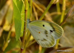 Colotis etrida